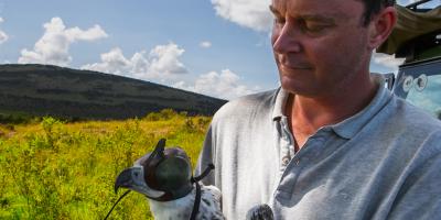 Biologist holding a raptor in the field