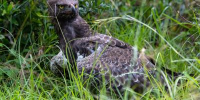 Martial Eagle perched in grass