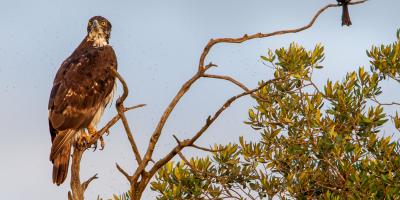 African Hawk-eagle perched in a bare tree