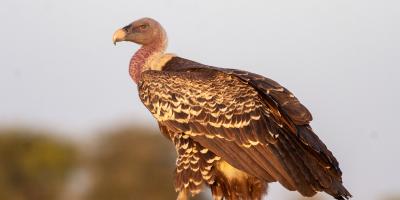 Ruppell's Vulture perched