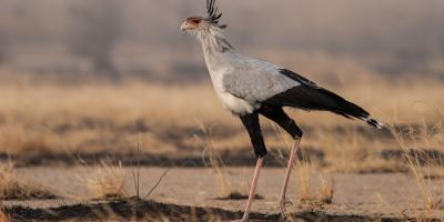 Secretarybird in profile walking on the ground