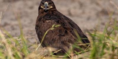 Steppe Eagle perched in grass