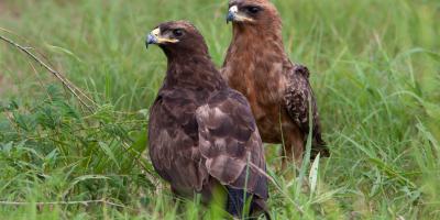Two Wahlberg's Eagles perched in grass