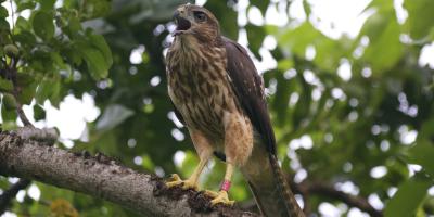 Ridgway's Hawk perched on a branch