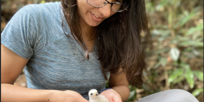 A biologist examining a nestling Puerto Rican Sharp-shinned Hawk
