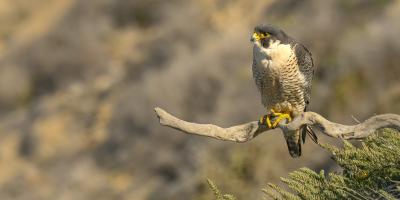 Wild Peregrine Falcon perched on a branch