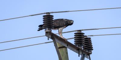 Martial Eagle perched on Power line