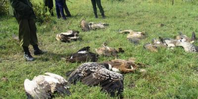 Poisoned White backed and Ruppell's Vultures in Kenya