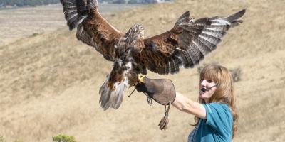 Trainer Kelsey awestruck by Farrah the Ferruginous Hawk Landing on her glove