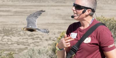 Trainer Stephanie being photo bombed by Rosa the Aplomado Falcon