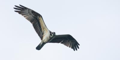 Osprey in flight