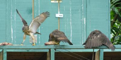 Three hawks on a feeding platform