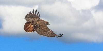 Red-tailed Hawk in flight