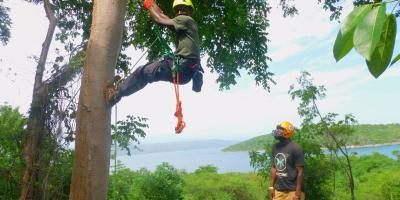 Team practicing tree climbing