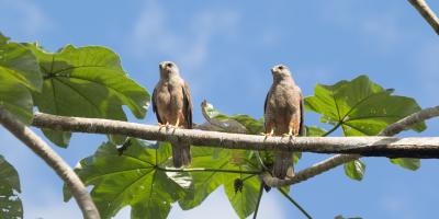 Two hawks perched on a branch