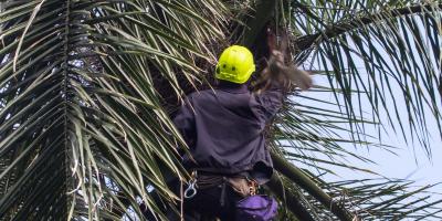 Team member climbing a palm tree