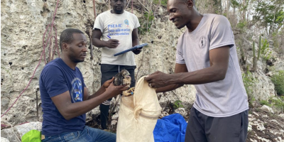 Banding a Ridgway's Hawk in Haiti