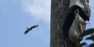 A hawk flies by a nest climber