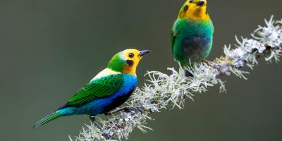 A pair of Multi-colored Tanagers on a mossy branch