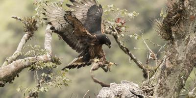 Eagle landing in nest with nestling