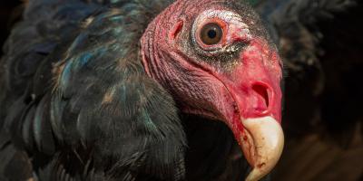 Turkey Vulture