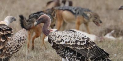 Several Ruppell's Vultures walk the ground around carcasses, accompanied by jackals