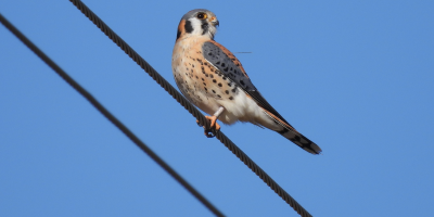 A kestrel perched on a utility wire with a purple leg band reading &quot;6X&quot; and two transmitter antenna on its back
