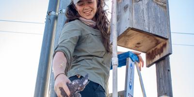 A smiling scientist removing a kestrel nestling from a nest box for banding