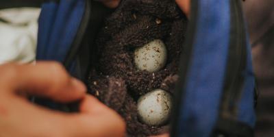 A closeup of Sharp-shinned Hawk eggs nestled in soil inside a bag