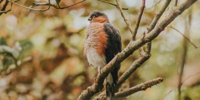 A Puerto Rican Sharp-shinned Hawk perched on a branch