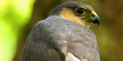 A closeup of a Puerto Rican Sharp-shinned Hawk looking over its shoulder towards the camera