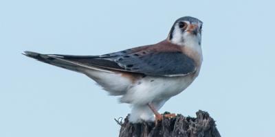 A male American Kestrel perched atop a dead tree