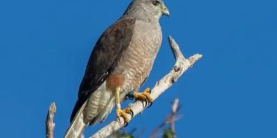 A Ridgway's Hawk perched on a dead tree branch