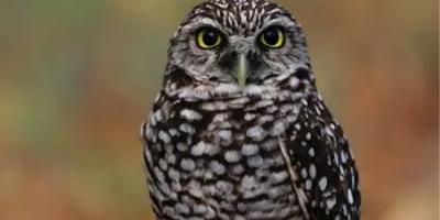 A closeup of a Burrowing Owl's head