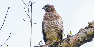 Puerto Rican Broad-winged Hawk perched on branch