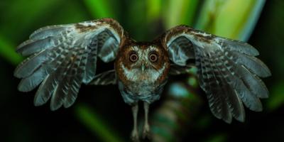 Puerto Rican Schreech-owl flying towards the camera at night