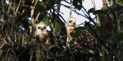 Young hawks in a nest