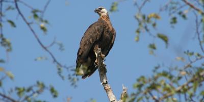 A Madagascar Fish-eagle perched on a branch