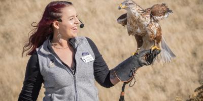 A handler wearing a falconry glove with a hawk sitting on it