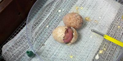 Aplomado Falcon egg hatching