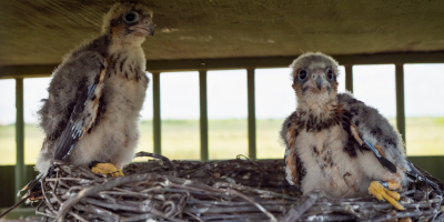 Two Aplomado Falcon nestlings on a nest