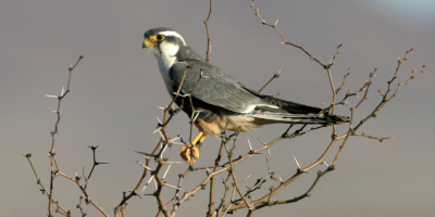 Aplomado Falcon perched on sticks