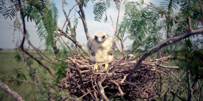 Aplomado Falcon nestlings in wild nest