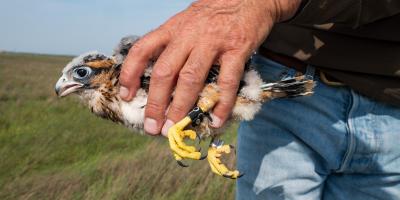 Aplomado Falcon nestling in hand with bands on legs