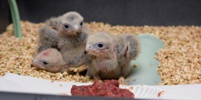 Three Aplomado Falcon nestlings with pile of ground meat