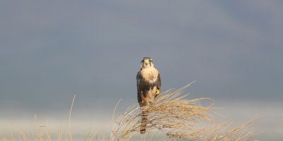 Aplomado Falcon on a shrub