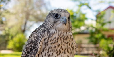 Freyja the Gyrfalcon at 7 months