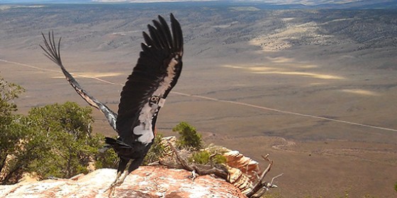 California Condor takes its first flight near Grand Canyon