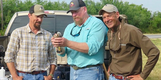 biologists finish banding the 500th Aplomado falcon nestling