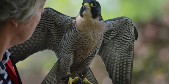 A volunteer holds Gus the Peregrine Falcon for a daily bird encounter at the World Center for Birds of Prey